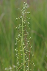 Habenaria schimperiana