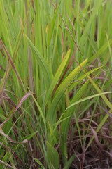 Habenaria schimperiana