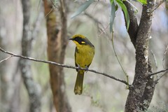 Lichenostomus melanops cassidix