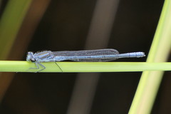 Pseudagrion furcigerum