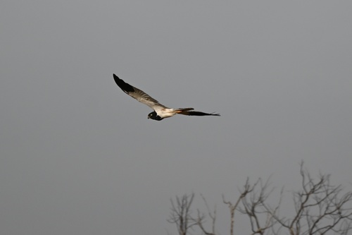 Pied Harrier