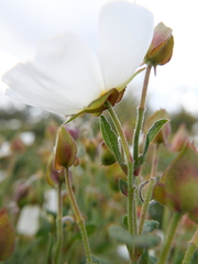 Cistus salviifolius