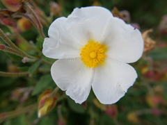 Cistus salviifolius