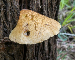 Crepidotus eucalyptorum