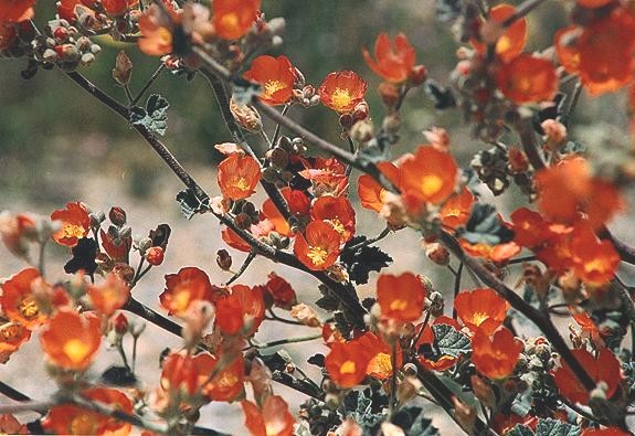 Sphaeralcea munroana