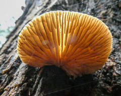 Crepidotus eucalyptorum
