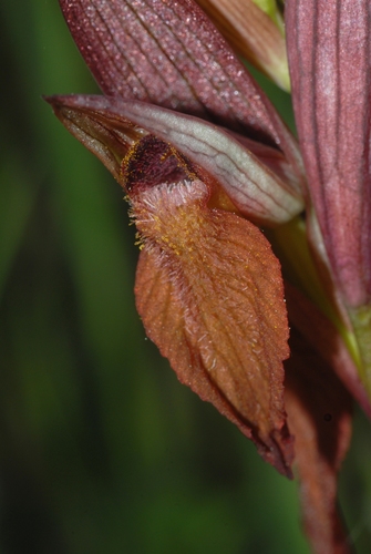 Long-lipped serapias