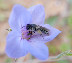 Andrena avara