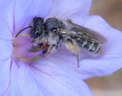 Andrena avara
