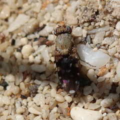 Actocetor indicus