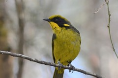 Lichenostomus melanops cassidix
