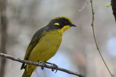 Lichenostomus melanops cassidix