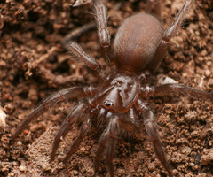 Euagrus chisoseus