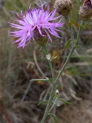 Centaurea vallesiaca