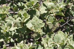 Vangueria parvifolia