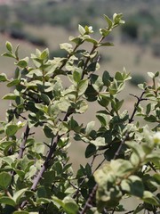 Vangueria parvifolia