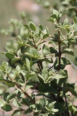 Vangueria parvifolia