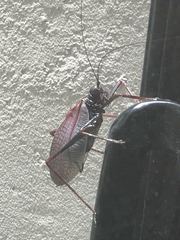 Pterophylla beltrani