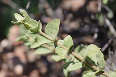 Vangueria parvifolia