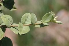 Vangueria parvifolia