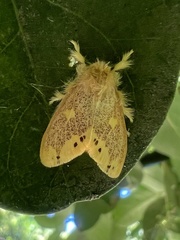 Euproctis quadrangularis