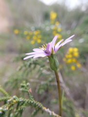 Pseudopodospermum papposum
