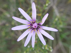 Pseudopodospermum papposum
