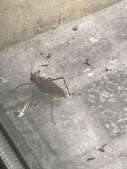 Pterophylla beltrani