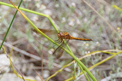 Orthetrum machadoi