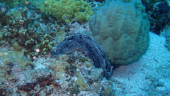Holothuria whitmaei