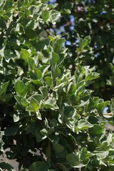 Vangueria parvifolia