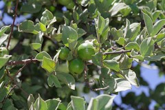 Vangueria parvifolia