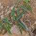 Ficus cordata salicifolia - Photo (c) Morten Ross,  זכויות יוצרים חלקיות (CC BY-NC), הועלה על ידי Morten Ross