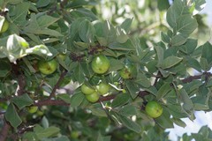Vangueria parvifolia
