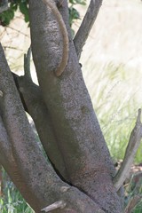 Vangueria parvifolia