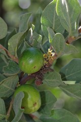 Vangueria parvifolia