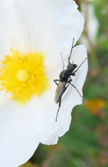 Bibio hortulanus