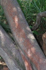 Vangueria parvifolia