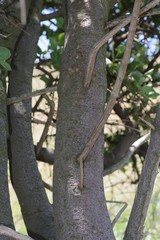 Vangueria parvifolia