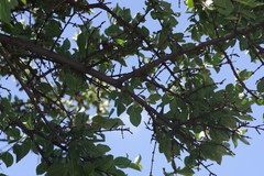 Vangueria parvifolia
