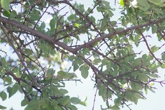 Vangueria parvifolia