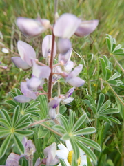 Lupinus palaestinus