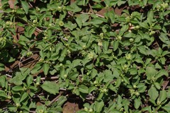 Acanthospermum australe