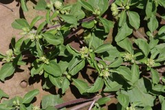 Acanthospermum australe