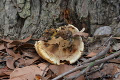 Piptoporus australiensis