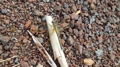 Orthetrum malgassicum