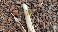 Orthetrum malgassicum