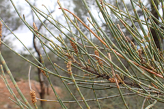 Casuarina pauper