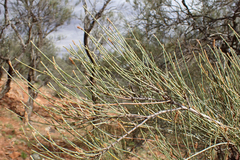 Casuarina pauper