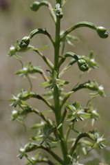 Habenaria humilior